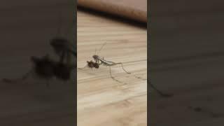 L1 Chinese Mantis Nymph eats fly