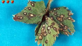 Strawberry Diseases, Pests and their Management