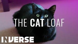 Why do Cats Sit in a Loaf | Inverse
