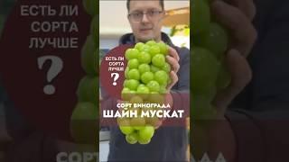 ШАЙН МУСКАТ - есть ли сорта лучше? #виноградульяновска #дача #виноградарство #сад