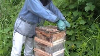 Structure of traditional bee hive of Japanese honeybee