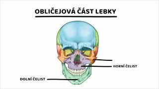 lebka-obličejová část