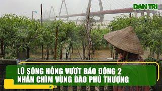 Lũ sông Hồng vượt báo động 2 nhấn chìm vùng trồng đào Phú Thượng