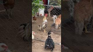 The King rooster in Khmer 34Kg #chicken #shortsvideo #animals #roosters #funnychickenvideos