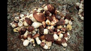 Porzioni di funghi, settembre - Boletus Edulis 