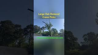 Tree Removal Elavated | Discover the Power of Crane Assistance | Kenny’s Tree Removal