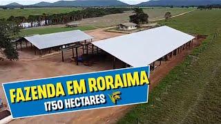 Fazenda a venda em Roraima de 1750 hectares toda aberta dupla aptidão agrícola pecuária e plantio