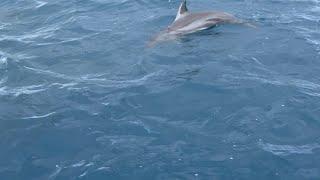 Dolphins Dancing in the Maldives