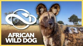 African Wild Dog: Comparison In 3 Games