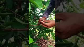 New technical for grafting  Roj Apple plant #roseapple #graftingresult #grafting #@ajharesh7429