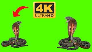 Snake Green Screen Video No Copyright Free Download[GFX Music TV]