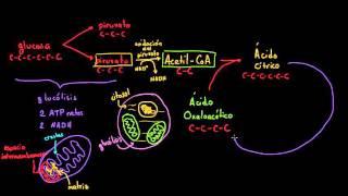 Ciclo de Krebs o del ácido cítrico | Respiración celular | Biología | Khan Academy en Español