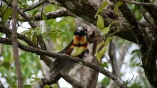 Costa Rica 2016 in UHD 4K Final