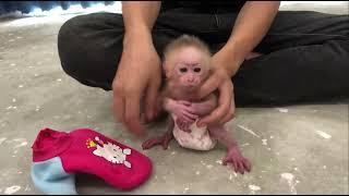 Dressing up the baby monkey: Anthropomorphism in Social Media Content