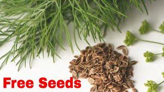 2023 Free Seed Giveaway - Part 3 - Dill Seeds