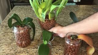 What Have I Done to My Orchids: Semi-Hydroponics