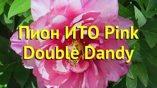 Пион ито Пинк Даубл Денди. Краткий обзор, описание характеристик paeonia itoh Pink Double Dandy