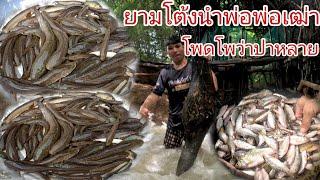 ฝนตกหนักไปยามโต้งนำพ่อเฒ่าปลาเยอะมาก/ຝົນຕົກຫນັກໄປຍາມໂຕ້ງນຳພໍ່ເຖົ້າ