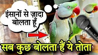 सब कुछ बोलता हैं ये तोता | बोलने वाला तोता | बात करने वाला तोता | #bolnewalaparrot #talkingparrot