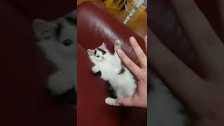 My kitten Lucy likes paw dance to FIFA 19 music