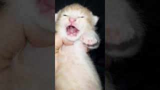 suara anak kucing menangis memanggil indukna #shorts #youtubeshorts