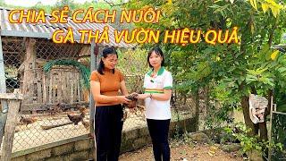 Cách Nuôi Gà Thả Vườn. Kỹ Thuật Chăn Nuôi Nhanh Lớn Hiệu Quả