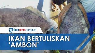 Heboh Ikan Bertuliskan 'Ambon' dan 'Maluku', LIPI Ambon Menduga Ada Koran yang Menempel