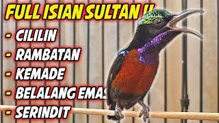 FULL NEMBAK !! KONIN GACOR FULL ISIAN TEMBAKAN ISTIMEWA INI COCOK BUAT  MASTERAN KOLIBRI NINJA BAHAN