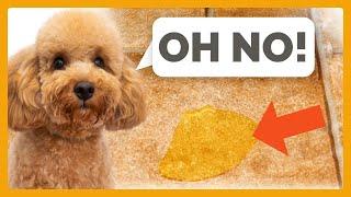 The Ultimate Guide to Potty Training Your Poodle: 10 Tips That Actually Work!