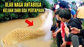 Geger !! Ular Naga Antaboga Angling Dharma Keluar Dari Goa Pertapaan