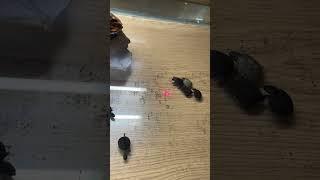 Baby musk turtles at Aqualush playing chase.  #aqualush #reptilush #turtles #musk #freshwater