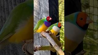 Gouldian Finch Jantan #burung #burung