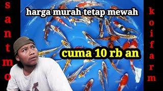 review harga ikan koi jenis kiko /antikan