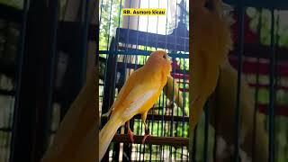 Suara kenari gacor dor || kenari mania || kicau mania || canary singing || canaries sing || canario