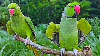 Green Parrot Videos Compilation