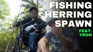 How to Fish the HERRING SPAWN with TRON