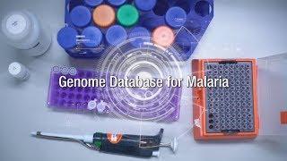 Genome Database for Malaria | Research Impact [By Mahidol World]