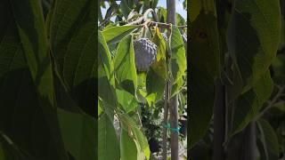 More rare varieties here at Ricardo's Nursery in Long Beach, CA. #gardeningwithcoffee tropicalfruits