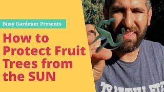 How to Protect Fruits Trees from the SUN