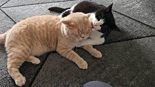 Cat Aggressively Grooms Other Cat