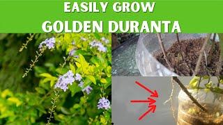 Easily grow Golden Duranta from cuttings