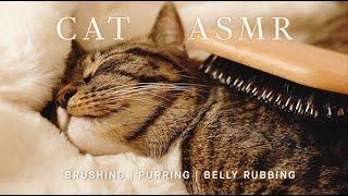 【1649C ASMR】So Relaxing! ASMR with My Cat Pickle | Brushing,  Belly Rubbing, Purring