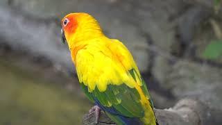 Beautiful Viral Birds Parrot shorts video #parrot  #tending #shorts ‎@animalworldshortsviral 