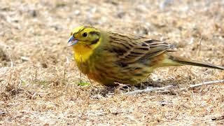 Yodeling Yellowhammer