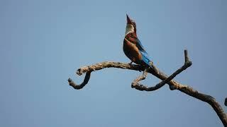 White-throated Kingfisher. 25 10 23  S   Krushi V K 2