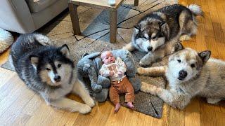 The World's Safest Newborn Baby! Protected By Wolves! (Cutest Ever!!)