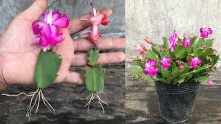 Tips for breeding Zygocactus Truncatus with a new method