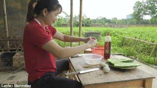 Harvesting Scaly Luffa & How to prepare - Type of luffa grown in Mount Fuji | Luyến Harvesting