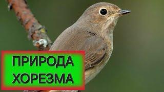 Природа Хорезма и голос Соловья