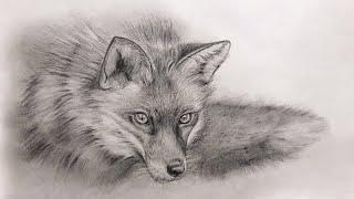 How to draw realistic fur texture | pencil art tutorial